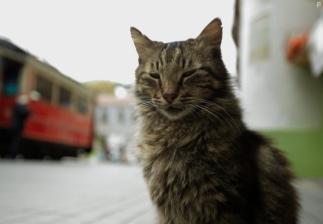 Город кошек