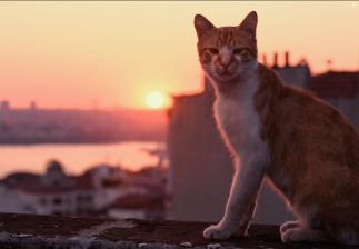 Город кошек
